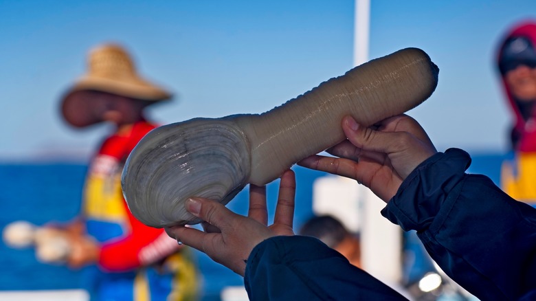 Geoduck