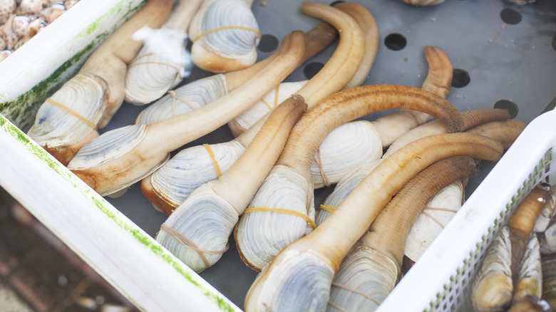 Geoducks at seafood market