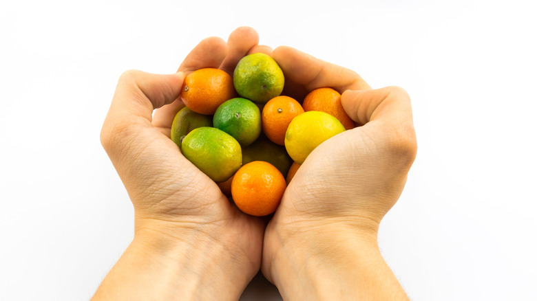 Hands holding multi-colored limequats