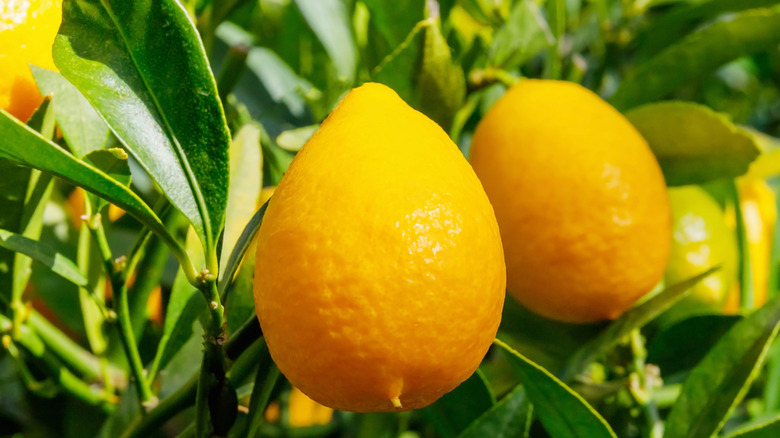 Limequats growing on a tree