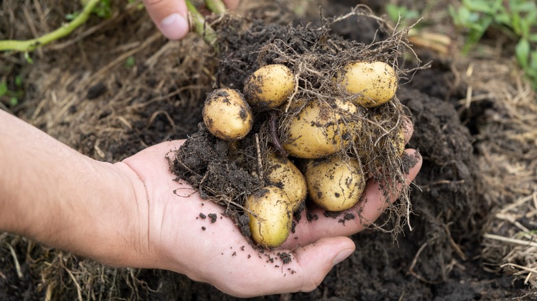 freshly dug up new potatoes covered in soil