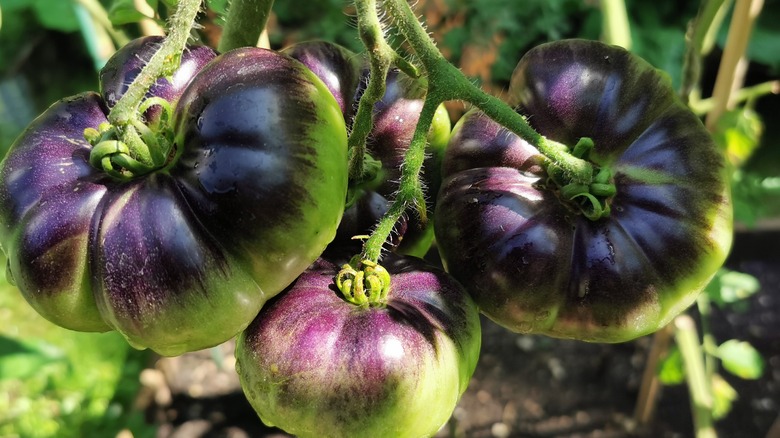 Purple tomatoes growing on vine