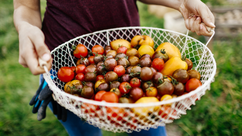 Heirloom tomatoes in wire basket