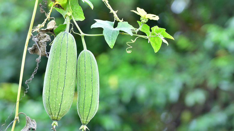 smooth luffa at on vine