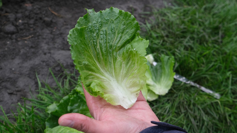 Hand holding Batavia lettuce leaf