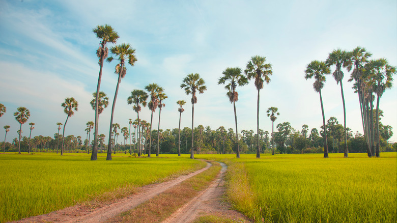 california rice fields