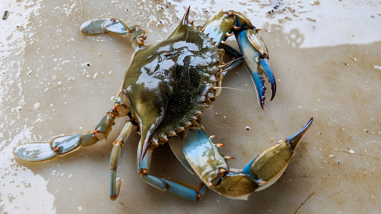 Maryland blue crab on the beach