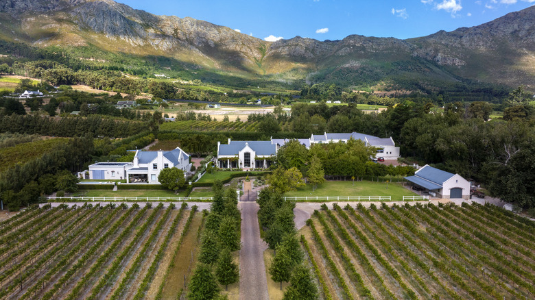 A vineyard in South Africa