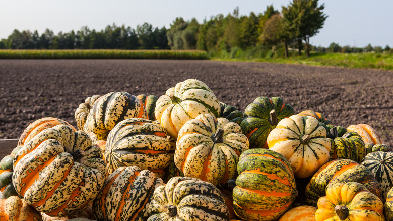 carnival squash in a pile outside