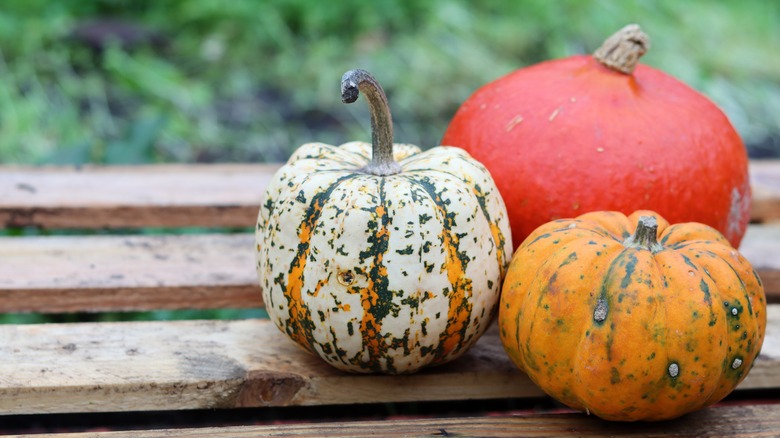 various winter squash varieties