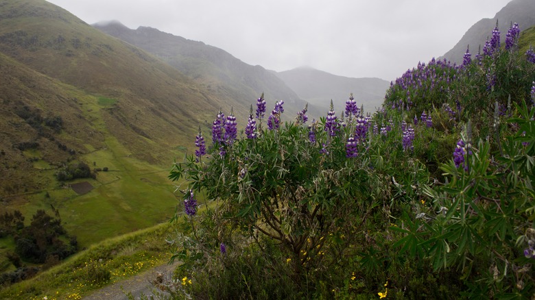 tarwi field in Andean mountains