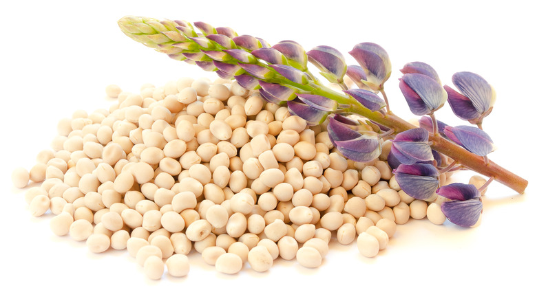 pile of lupin beans with lupin bean pod from plant