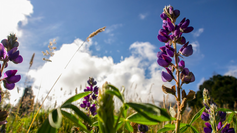 the purple flowers of chocho plants