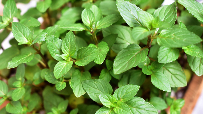 chocolate mint in garden