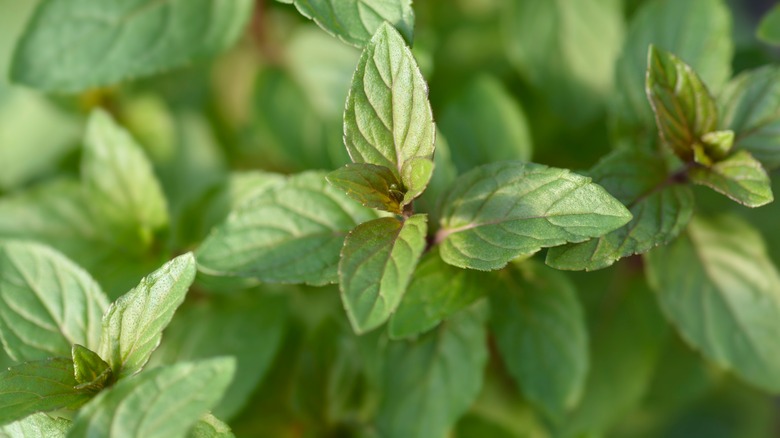 chocolate mint leaves and stems