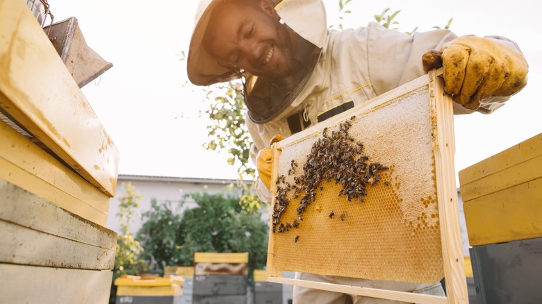 Beekeeper with bees