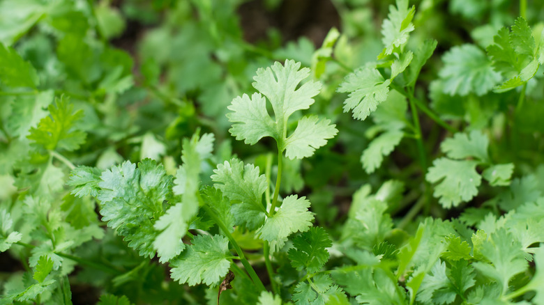 Cilantro