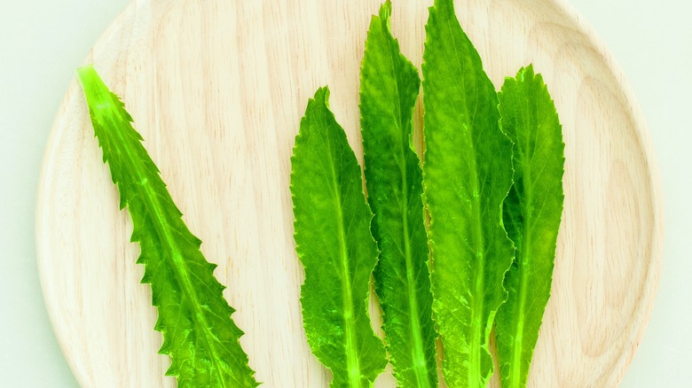 Culantro leaves