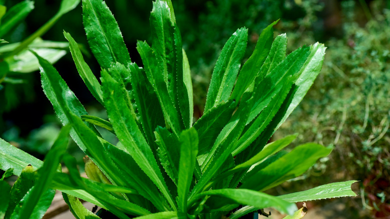 Culantro plant
