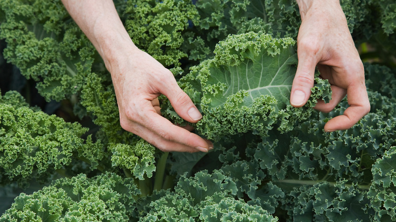 hands picking kale