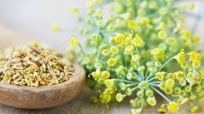 Fennel pollen and flowers