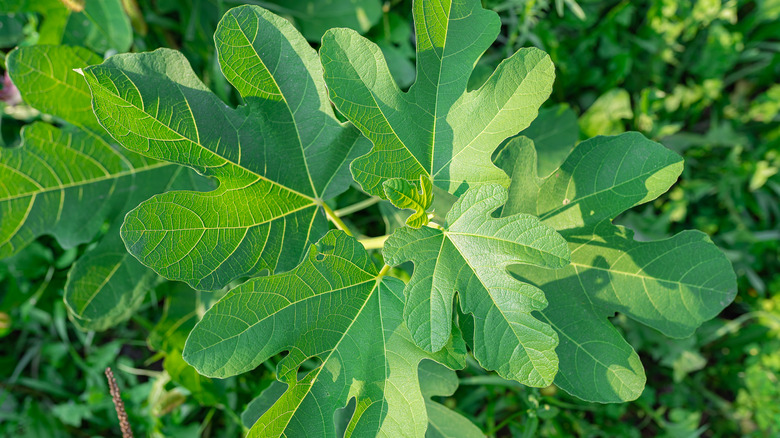 fig leaves