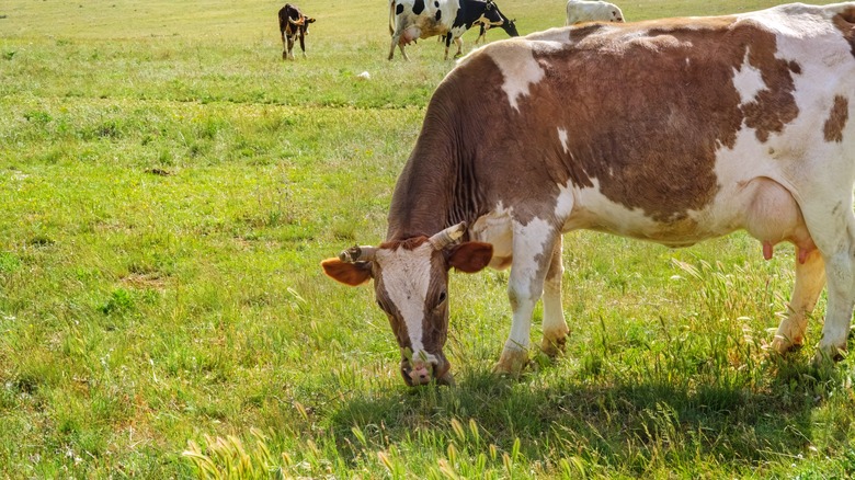 Cow eating grass