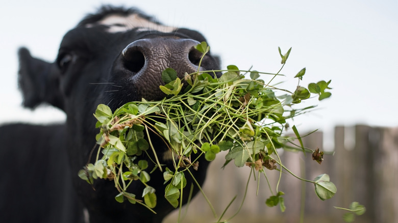 Cow eating grass and clover