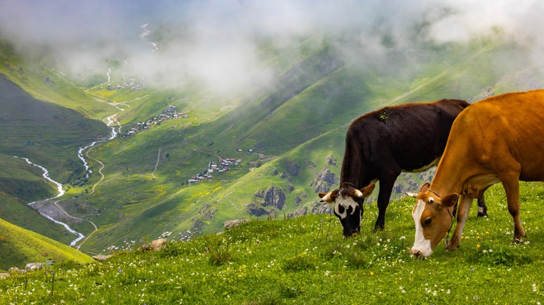 Two cows grazing on grass