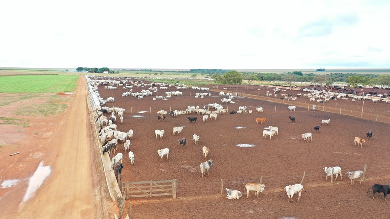 A cattle feedlot