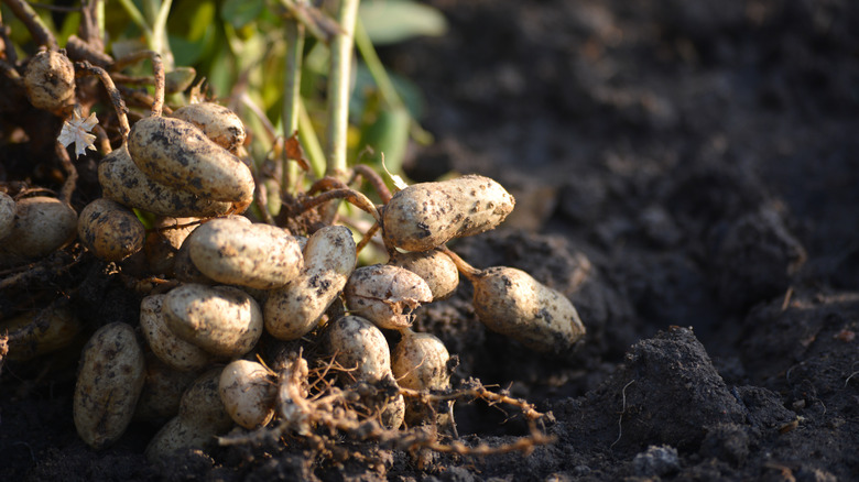 Peanuts in the ground