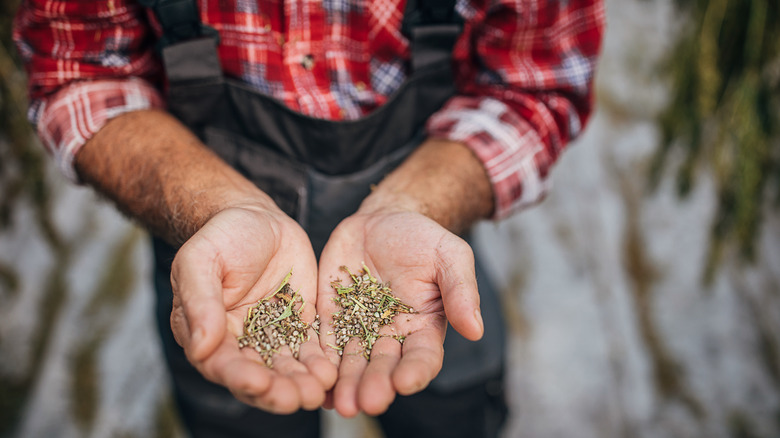 Farmer holding hemp seeds