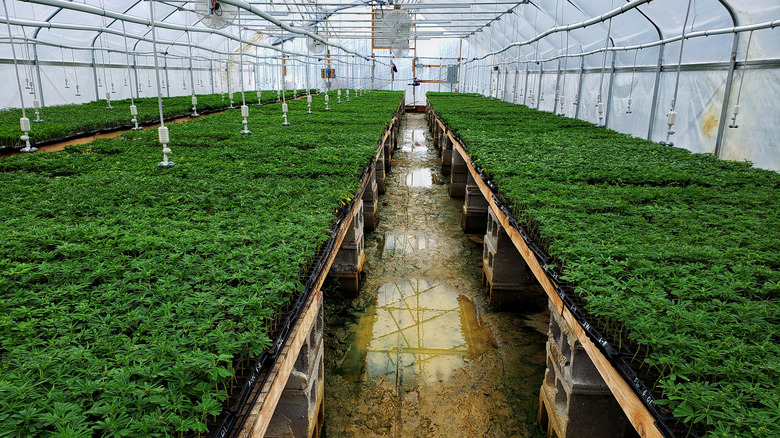 Hemp plants being cultivated