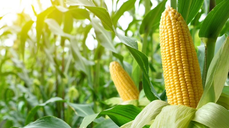 Corn growing in fields 