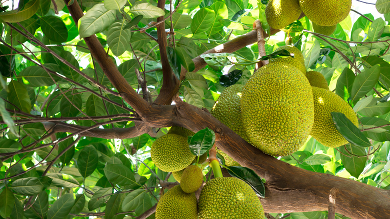 Jackfruit growing on tree