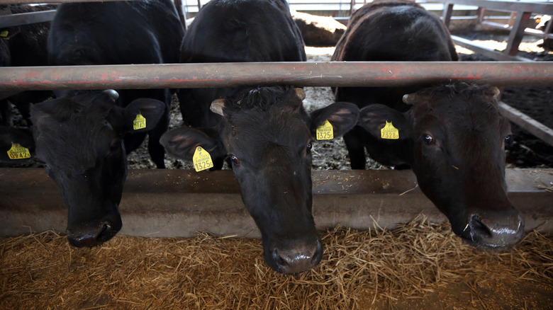 wagyu beef cattle in japan