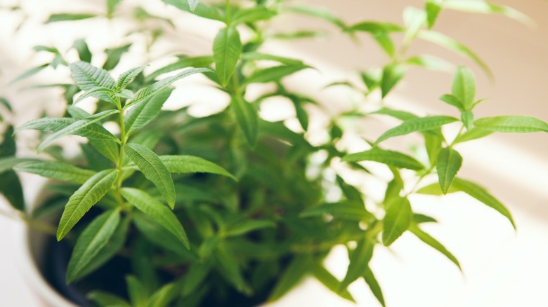 Verbena in a pot