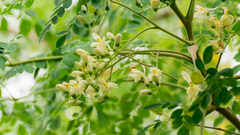 moringa branches and flowers