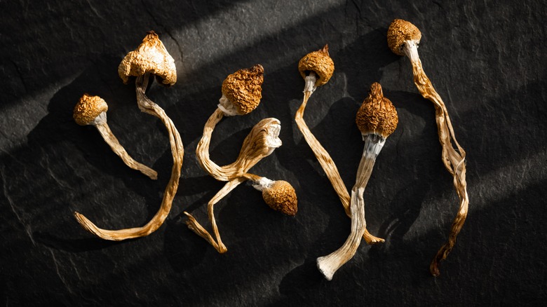 Hallucinogenic mushrooms drying against a black background