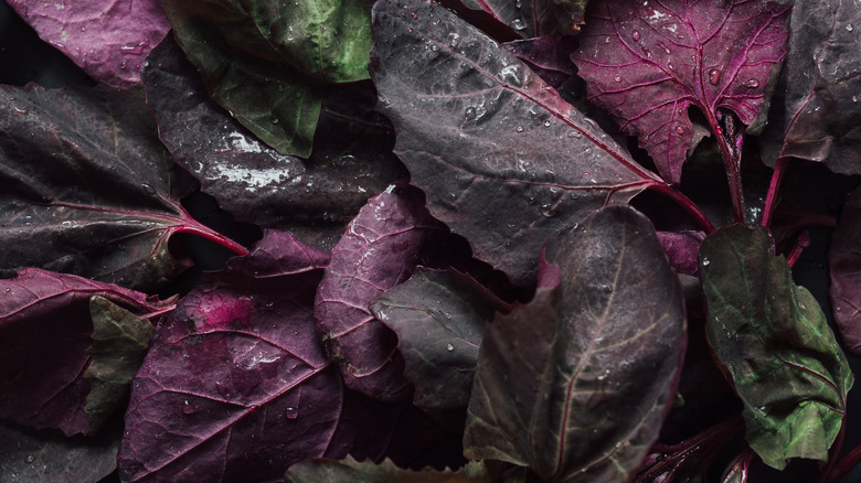 close up of orach leaves