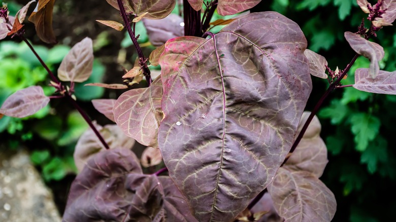 orach growing in a garden