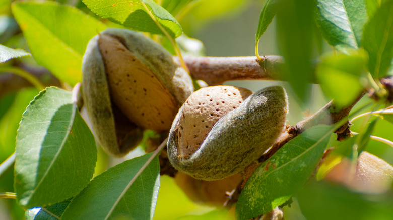 almond tree nuts