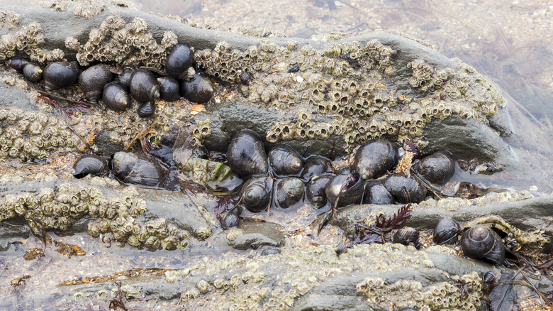 Periwinkles on rock