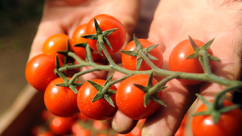 vine of pachino tomatoes