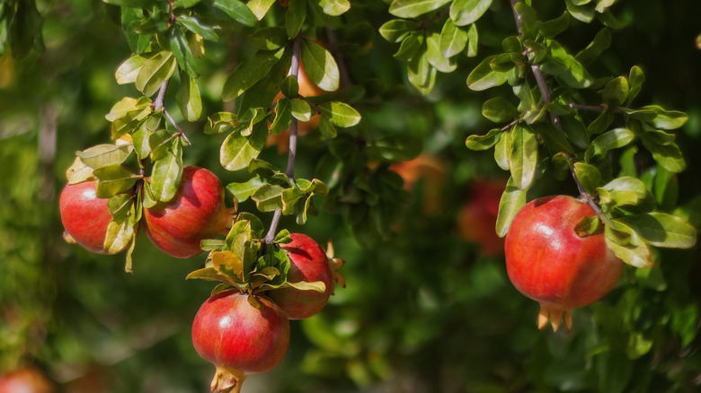 Pomegranate tree