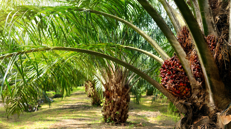 Row of oil palm trees