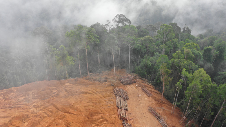 Deforestation in Malaysian rainforest