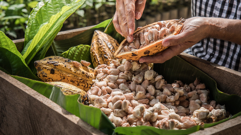 farmer harvesting cocoa seeds