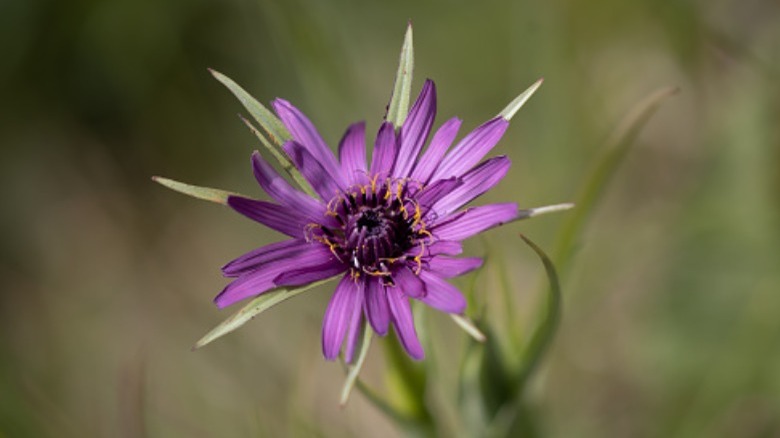 Salsify flower