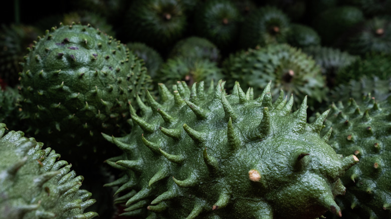 unripe soursop with green spikes